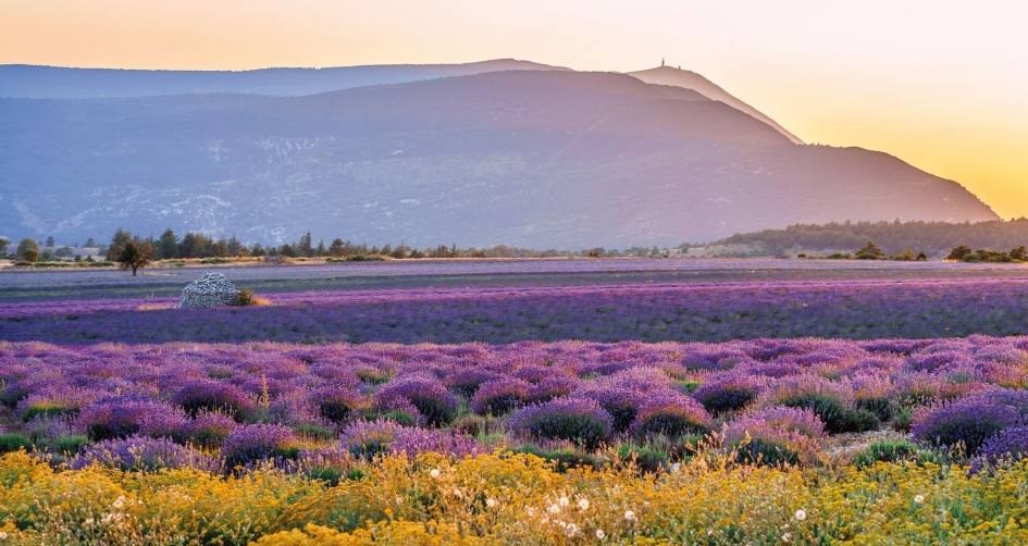 5 tips om de Mont Ventoux te ontdekken