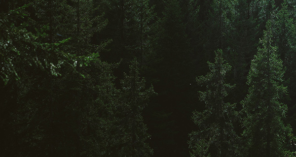 banner bomen