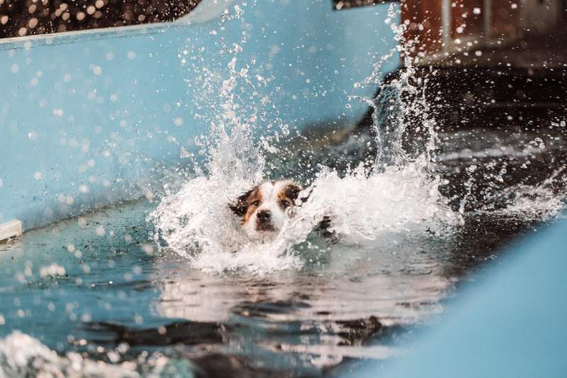 weekend weg hond kajak zwembad lannoo